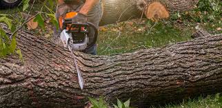 Best Tree Cabling and Bracing  in Mission Nyon, CA