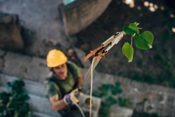 How Our Tree Care Process Works  in  Mission Canyon, CA