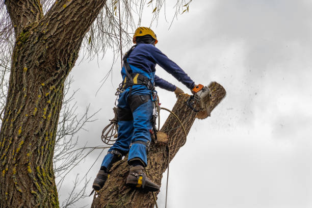 Best Tree Risk Assessment  in Mission Nyon, CA