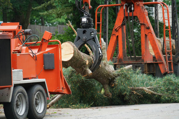 Best Storm Damage Tree Cleanup  in Mission Nyon, CA