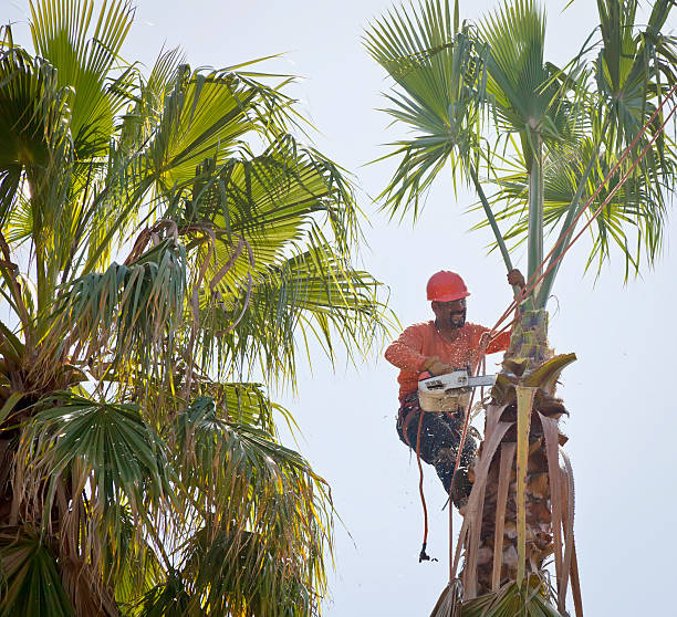 Best Tree Risk Assessment  in Mission Nyon, CA