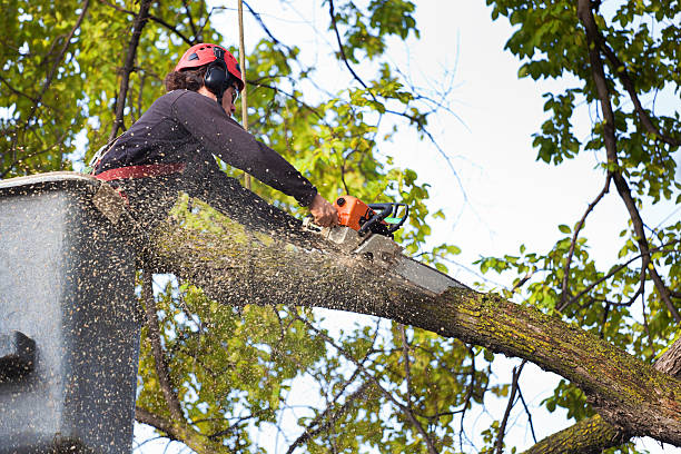 Professional Tree Care Services in Mission Canyon, CA